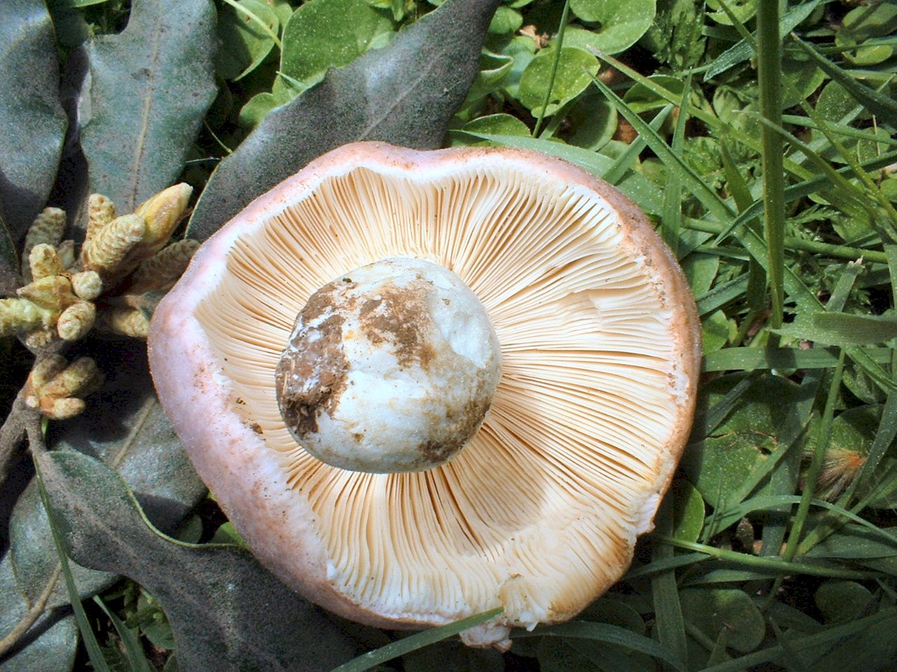 russula cyanoxantha..........forse